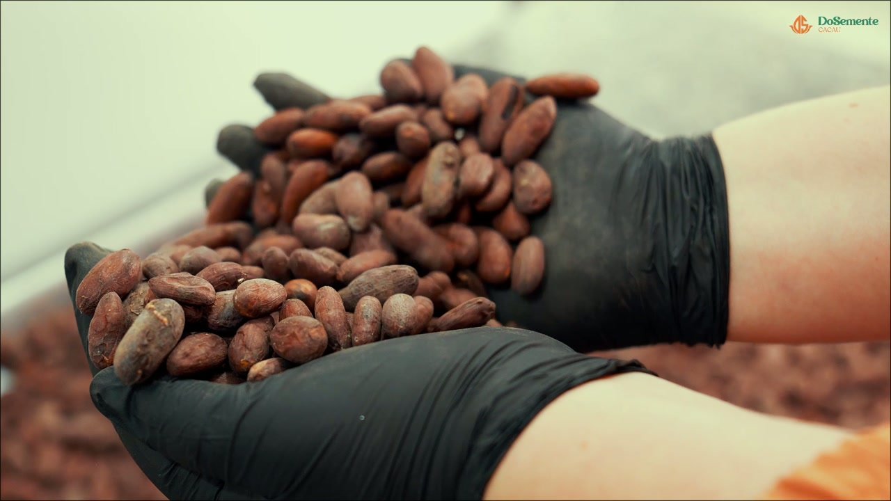 Mãos segurando amêndoas de cacau durante a produção do chocolate