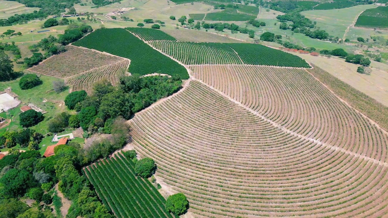 Fileiras de cafezal vistas do alto, em uma captação aérea
